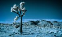 Blue Joshua Tree�